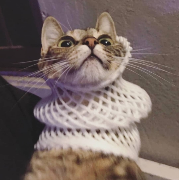 Meet your posher - Picture 7 of 12